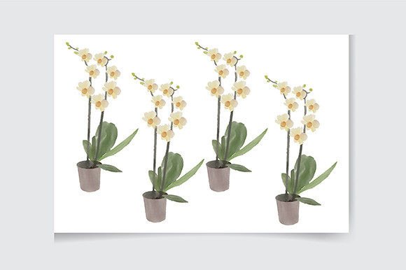 House Plants Watercolor and Patterns